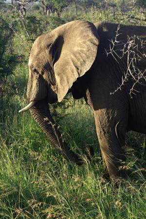 Fotografování v Africe